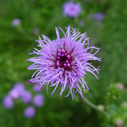 Liatris Novae-Angliae Seeds - Heirloom Flower Plant for Home Gardens