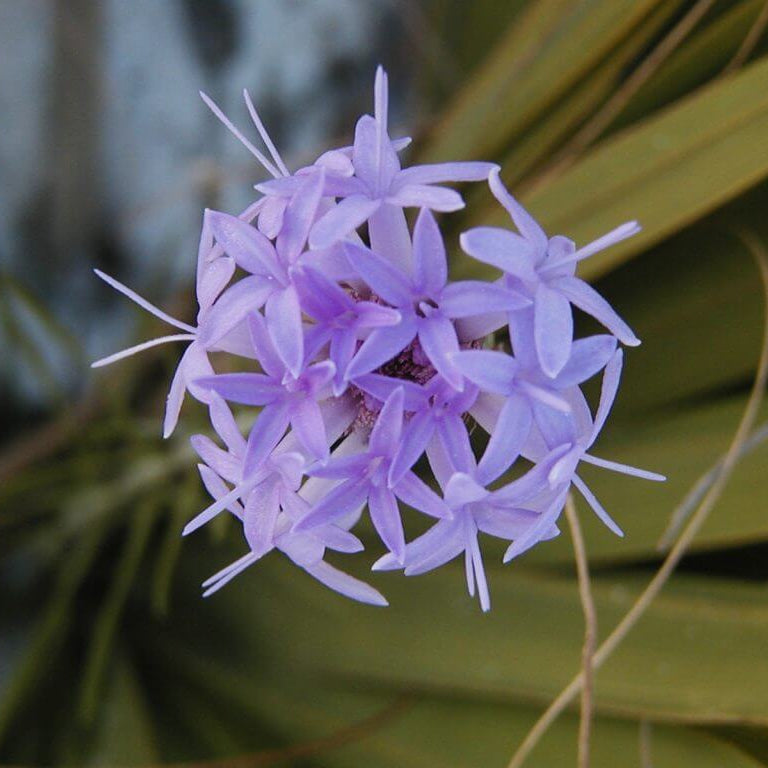 Liatris Ohlingerae Seeds - Heirloom Flower Plant for Home Gardens