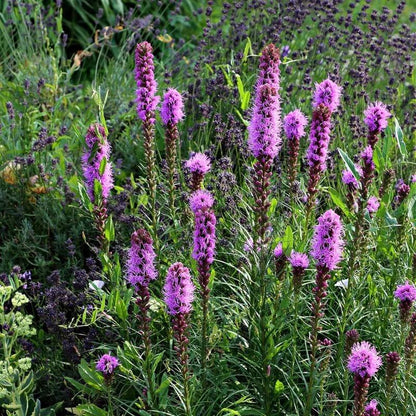 
Liatris Prolifera Seeds - Heirloom Flower Plant for Home Gardens
