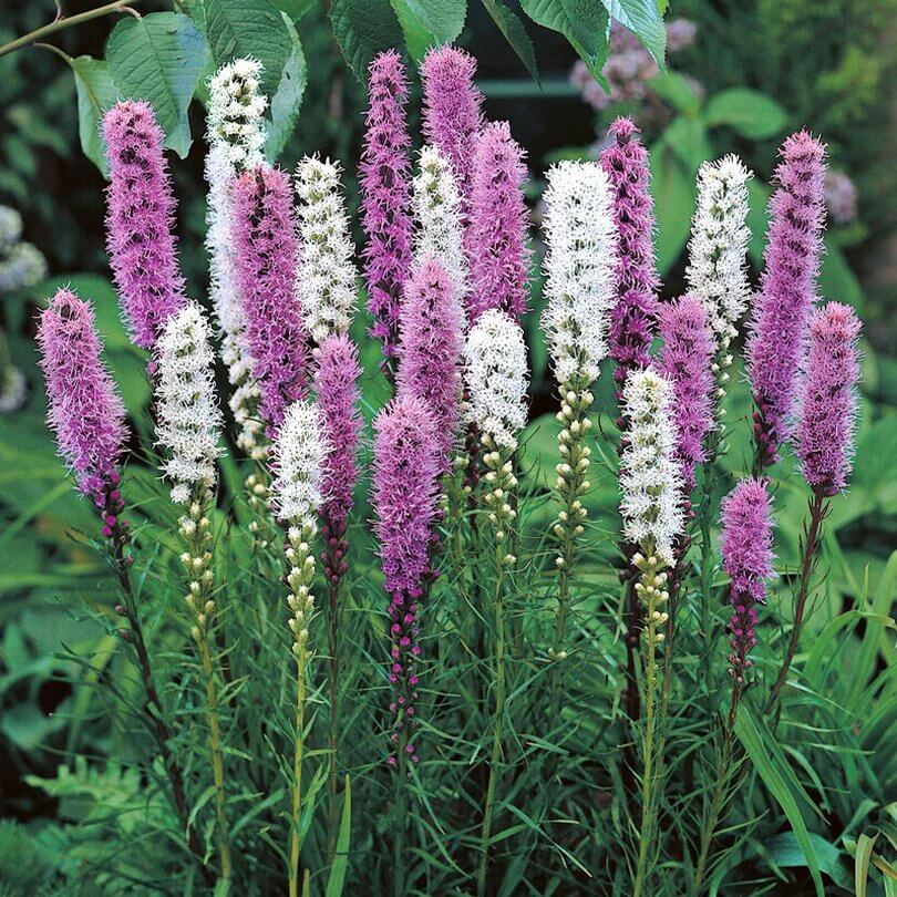 
Liatris Prolifera Seeds - Heirloom Flower Plant for Home Gardens
