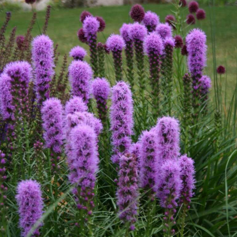
Liatris Prolifera Seeds - Heirloom Flower Plant for Home Gardens

