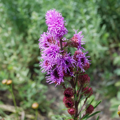 Liatris Scariosa Seeds 