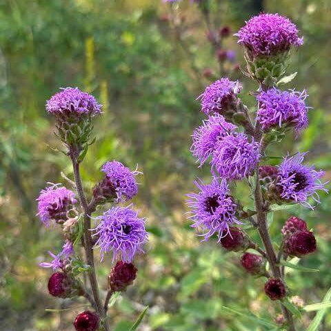 Liatris Scariosa Seeds 
