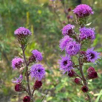 Liatris Scariosa Seeds 