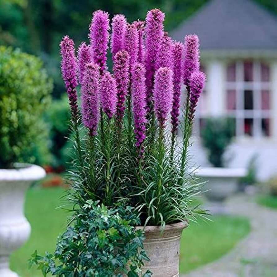 Liatris Seeds - Flower Plant