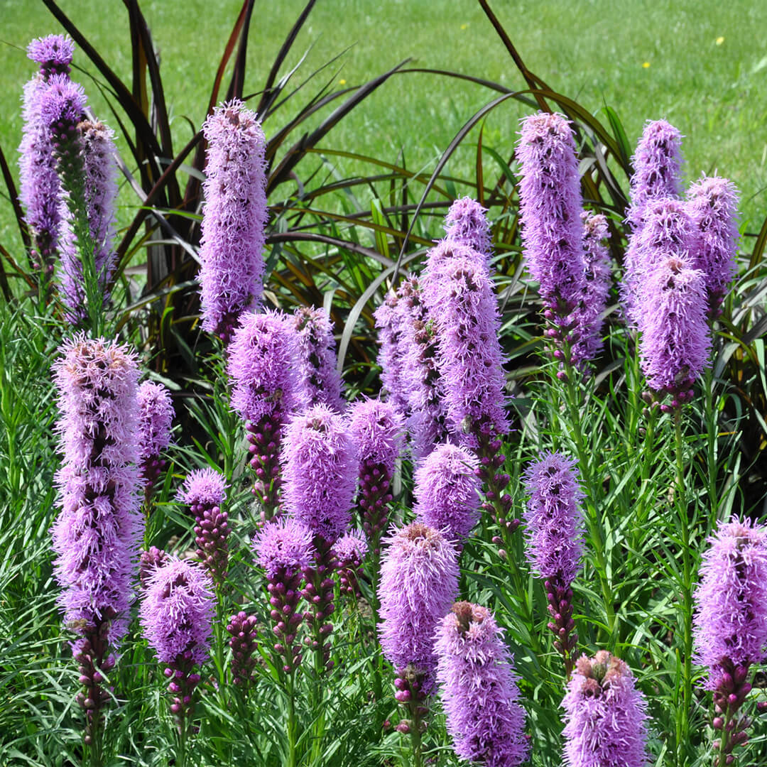 Liatris Seeds - Flower Plant