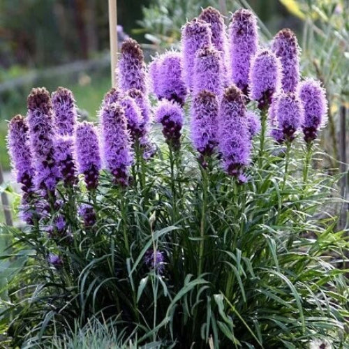 Liatris Seeds - Flower Plant