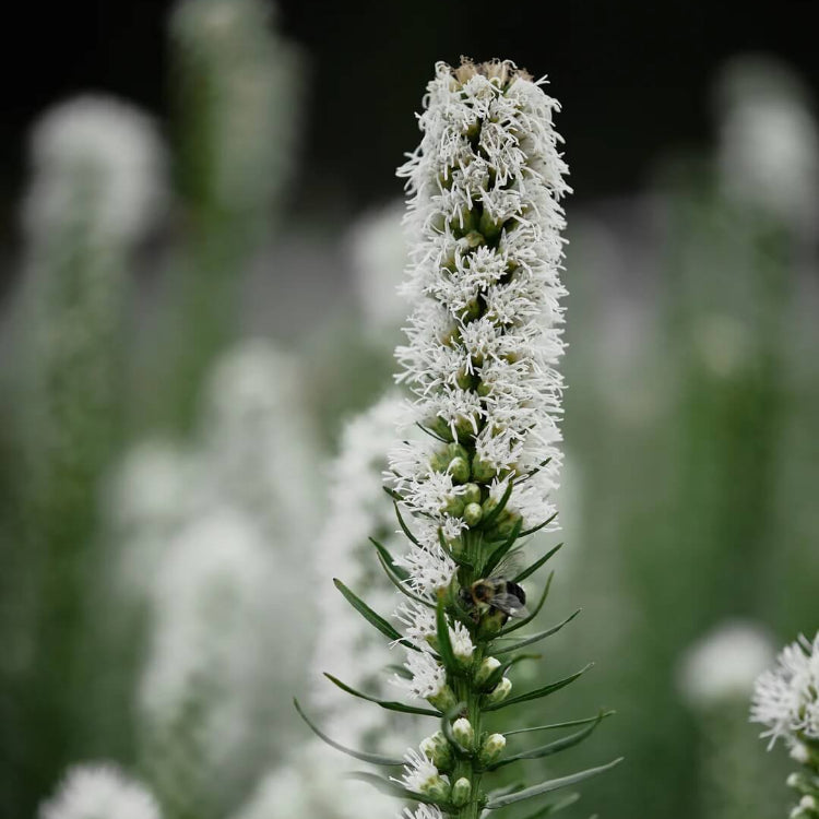 Liatris Spicata Seeds - Flower Plant