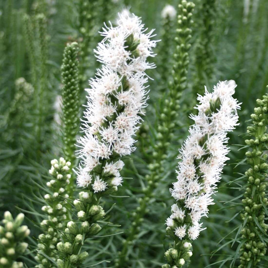 Liatris Spicata Seeds - Flower Plant