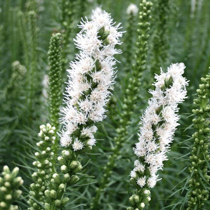 Liatris Spicata Seeds - Flower Plant