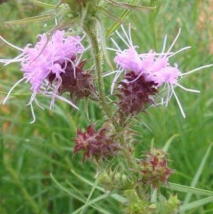 Liatris Squarrosa Seeds