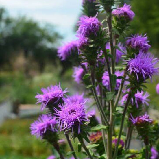 Liatris Squarrosa Seeds