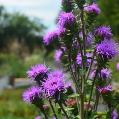 Liatris Squarrosa Seeds