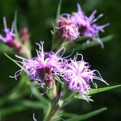 Liatris Squarrosa Seeds