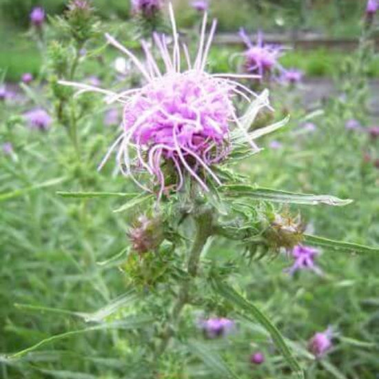 Liatris Squarrosa Seeds