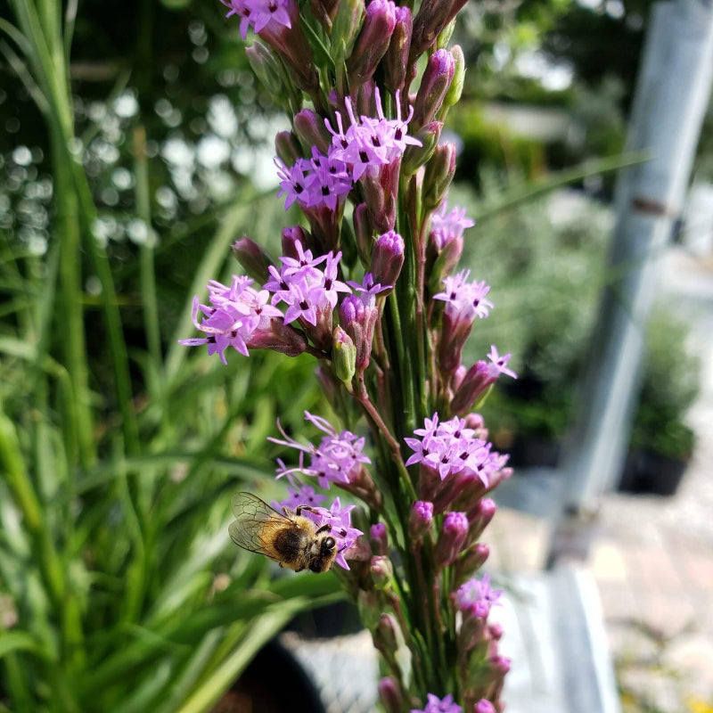 Liatris Tenuifolia Seeds - Heirloom Flower Plant for Home Gardens