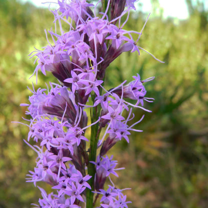 Liatris Tenuifolia Seeds - Heirloom Flower Plant for Home Gardens