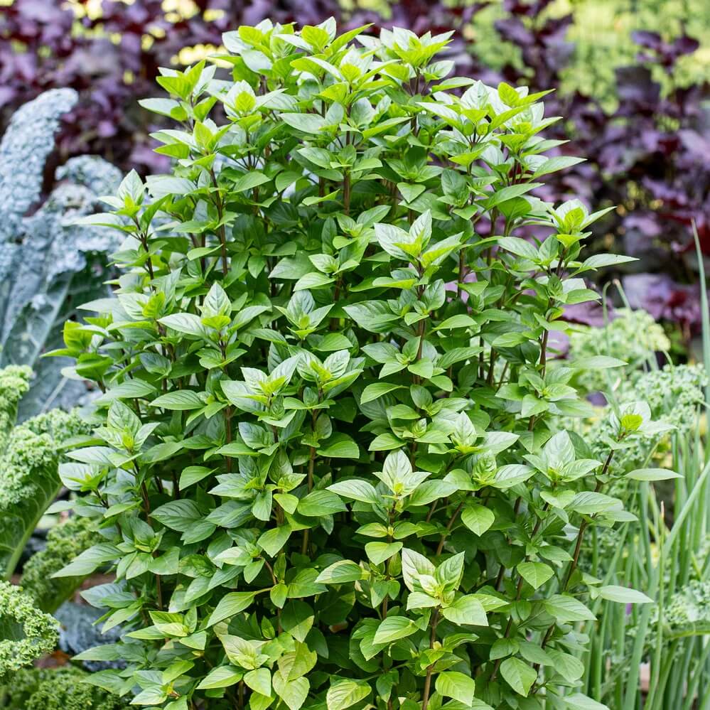 Licorice Basil Seeds - Herbal Plant