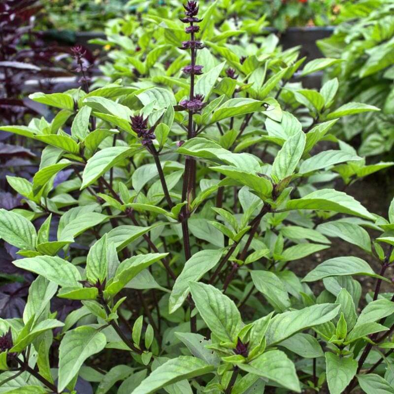 Licorice Basil Seeds - Herbal Plant