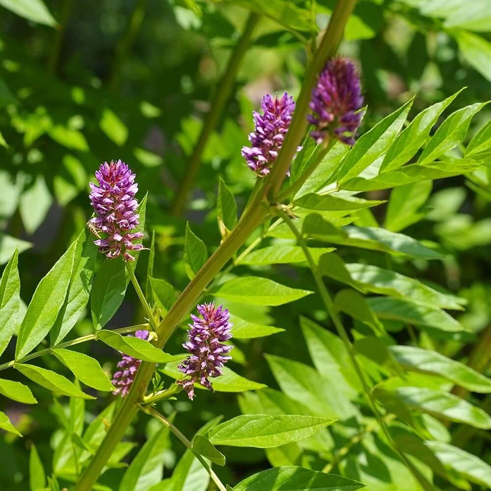 Licorice Seeds - Herbal Plant for Home Gardens