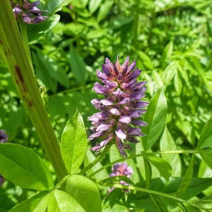 Licorice Seeds - Herbal Plant for Home Gardens