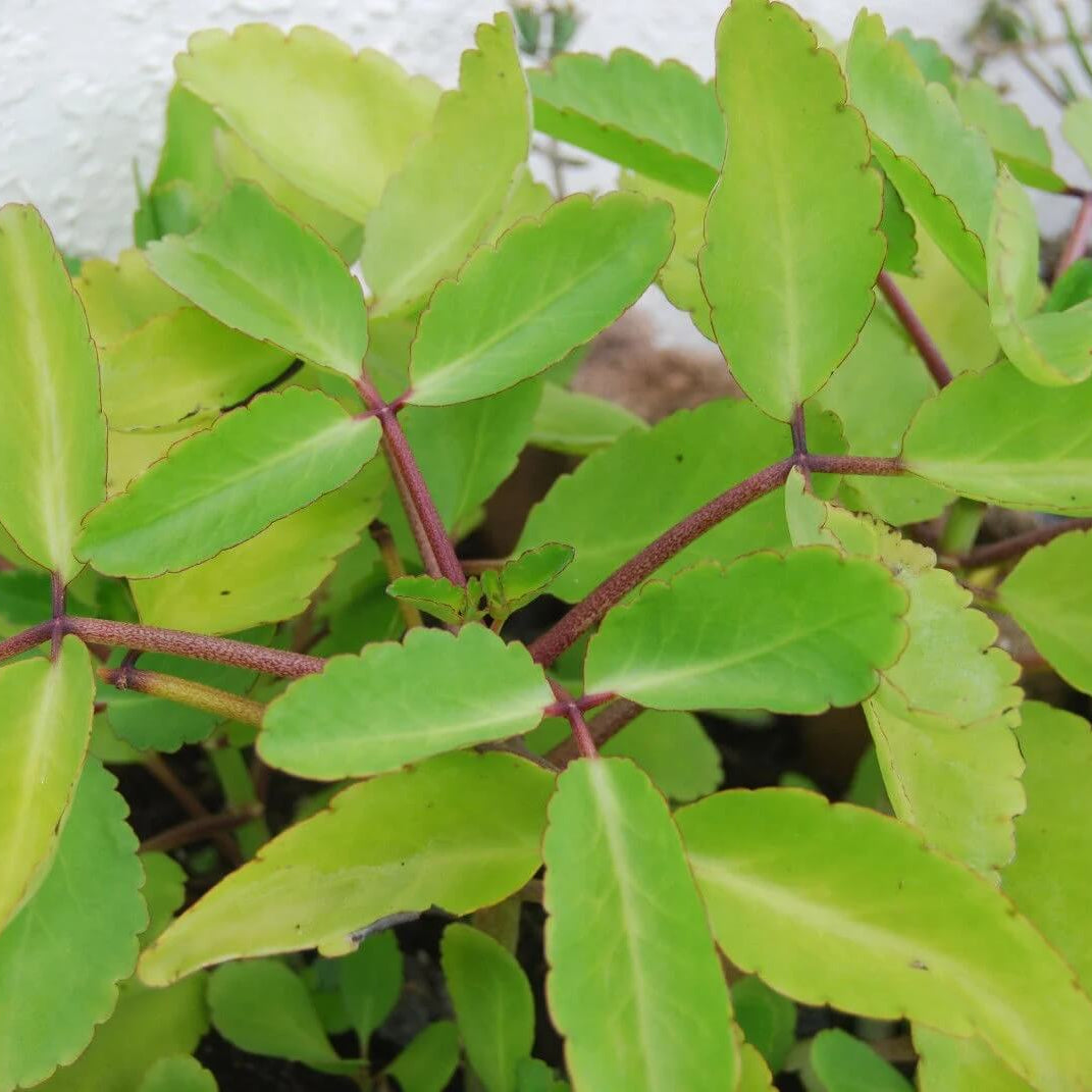 Life Plant Bryophyllum Pinnatum Seeds 