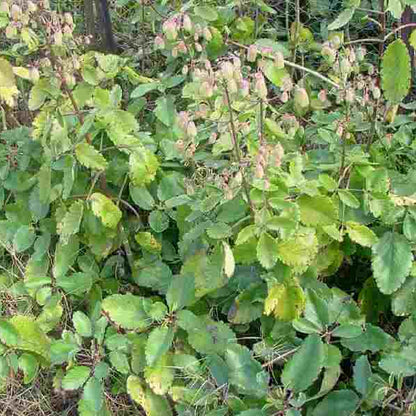 Life Plant Bryophyllum Pinnatum Seeds 