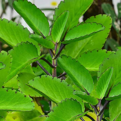 Life Plant Bryophyllum Pinnatum Seeds 