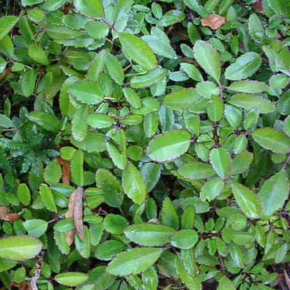 Life Plant Bryophyllum Pinnatum Seeds 