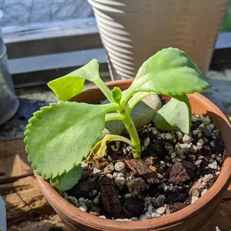 Life Plant Bryophyllum Pinnatum Seeds 