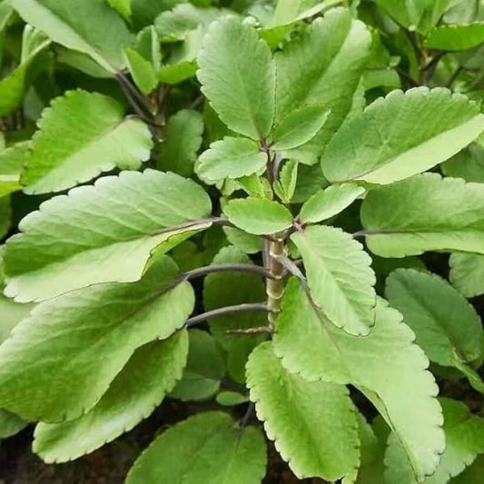 Life Plant Seeds