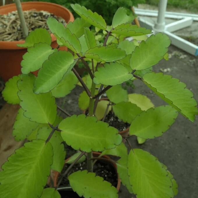 Life Plant Seeds