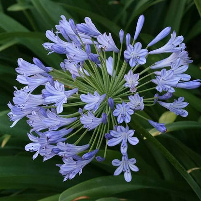 Light Blue Agapanthus Seeds - Flower Plant