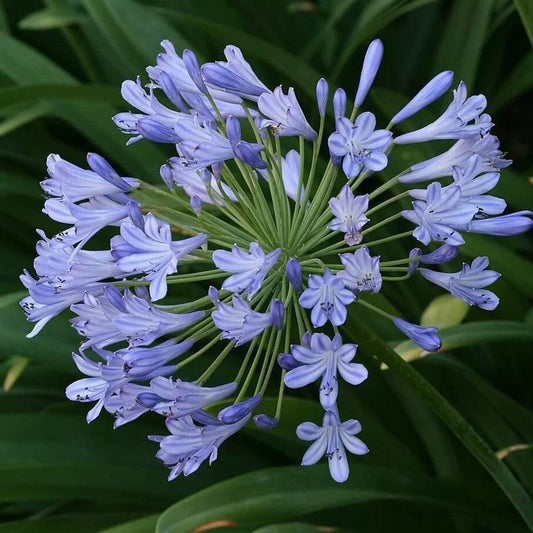 Light Blue Agapanthus Seeds - Flower Plant