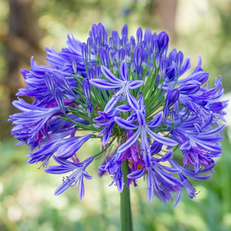 Light Blue Agapanthus Seeds - Flower Plant