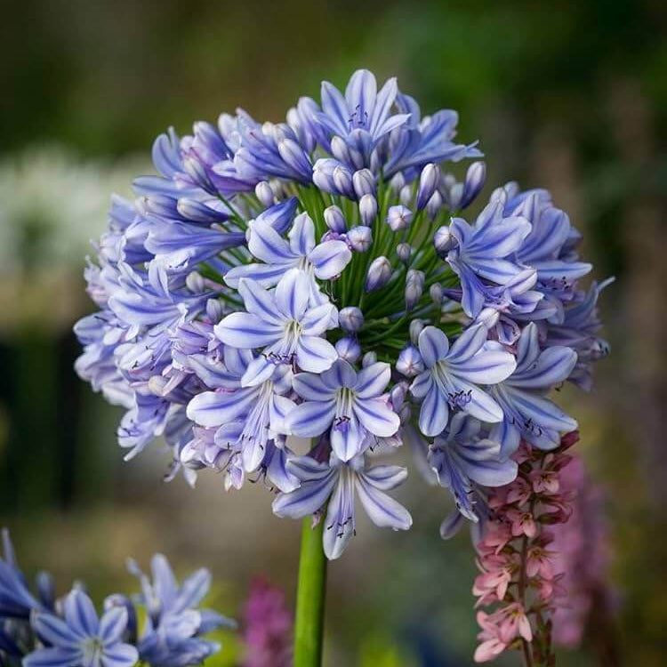Light Blue Agapanthus Seeds - Flower Plant