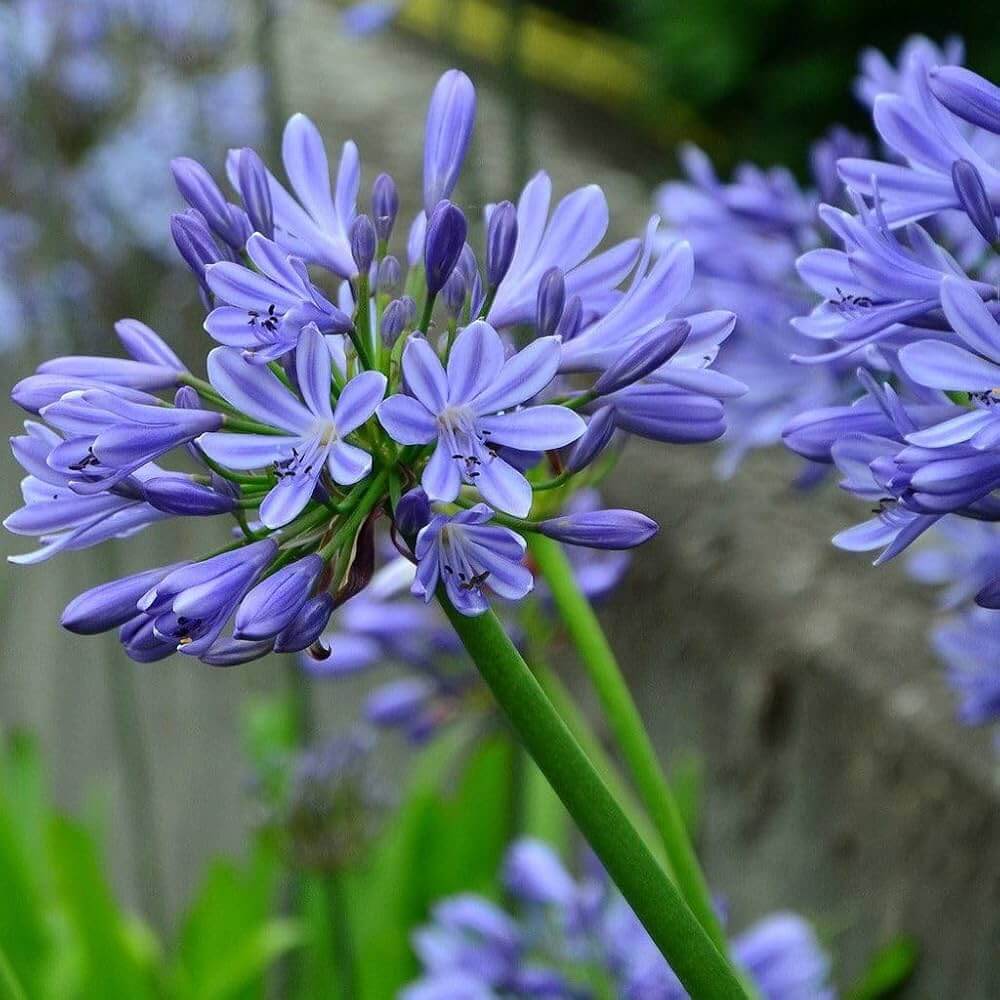 Light Blue Agapanthus Seeds - Flower Plant