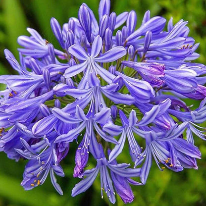 Light Blue Agapanthus Seeds - Flower Plant