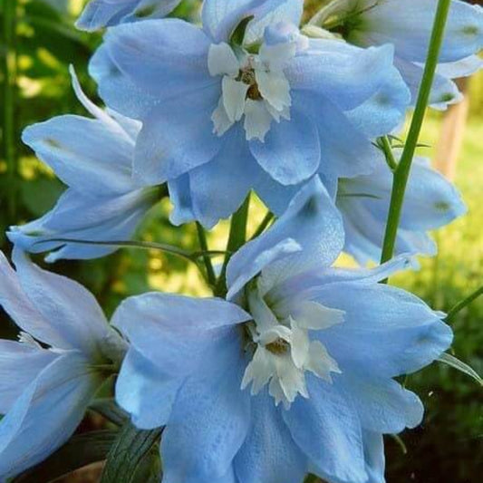 Light Blue Delphinium Seeds - Flower Plant for Home Gardens