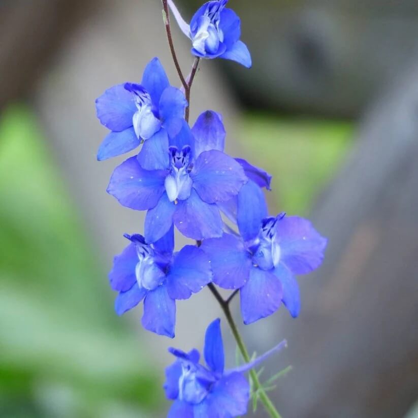 Light Blue Larkspur Seeds - Flower Plant for Home Gardens