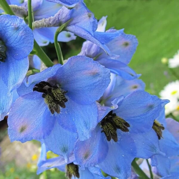 Light Blue Larkspur Seeds - Flower Plant for Home Gardens