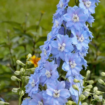 Light Blue Larkspur Seeds - Flower Plant for Home Gardens
