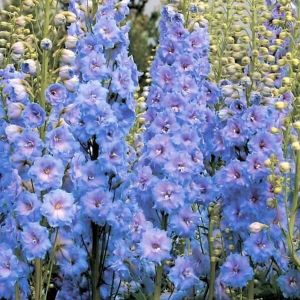 Light Blue Larkspur Seeds - Flower Plant for Home Gardens