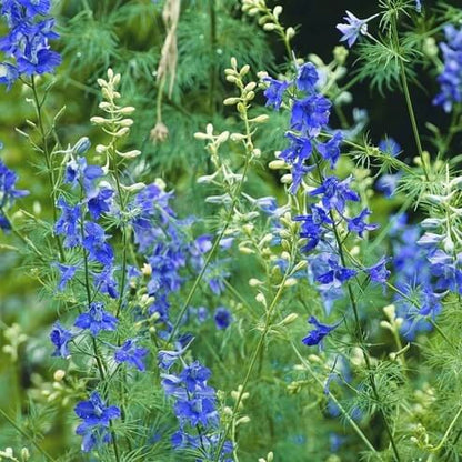 Light Blue Larkspur Seeds - Flower Plant for Home Gardens