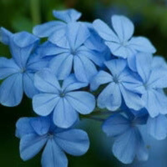 Light Blue Vinca Seeds - Flower Plant for Home Gardens