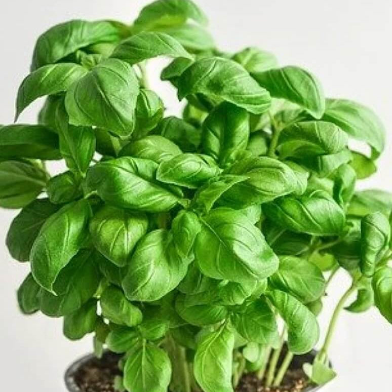 Light Green Basil Plant Seeds - Herbal Plant