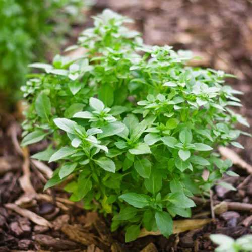 Light Green Basil Plant Seeds - Herbal Plant