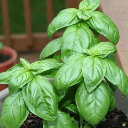 Light Green Basil Plant Seeds - Herbal Plant