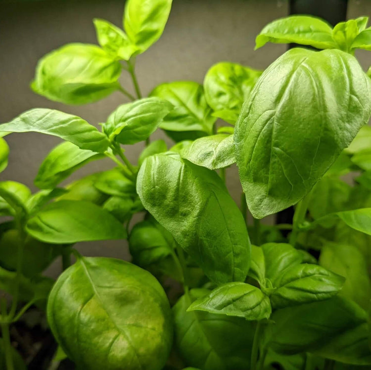 Light Green Basil Plant Seeds - Herbal Plant