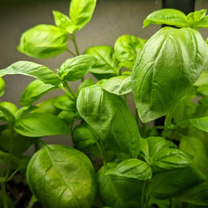 Light Green Basil Plant Seeds - Herbal Plant
